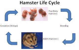 mature tube hamster|The hamster life cycle: Stages from birth to old age.